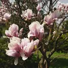 Tulpen-Magnolie Magnolia Soulangiana - Strauch/Baum - Produktbild-Vorschau 1