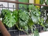 Gardners Monstera deliciosa, průměr 17 cm Náhled obrázku produktu 2