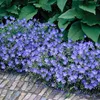 Bloomique - Zestaw 3 sztuk - Geranium Johnsons Blue - Podgląd zdjęcia produktu 1