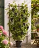 Vitis vinifera 'Early Campbell' Weinrebe (Tafeltraube) Produktbild-Vorschau 1