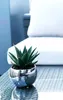 A small succulent plant in a shiny silver pot sits on a glass-topped table, with a blurred white chair in the background. Náhľad obrázku produktu