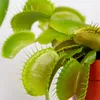 Bloomique - Lot de 3 - Dionaea Muscipula - Plante Carnivore Voir les images du produit 4