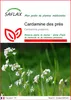 SAFLAX  - Cardamine des prés - 100 graines - Cardamine Voir les images du produit 1