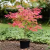 Klon japoński - Acer palmatum 'Beni Maiko' - Wysokość Podgląd zdjęcia produktu 4