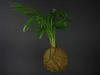 Gardners Kokedama Chamaedorea elegans (L) Náhled obrázku produktu 3