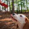 A dog is being fed a treat in a forest setting. Náhľad obrázku produktu