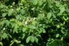 Rote Heckenkirsche 60-100 cm, im Topf - Lonicera xylosteum Produktbild-Vorschau 9