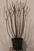 Syringa vulg. 'Michel Buchner' - Edelflieder 50- 60 cm - Produktbild-Vorschau 1