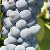 Winorośl Cascade 2L Podgląd zdjęcia produktu 2