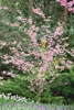 Prunus subhirtella 'Accolade', Zierkirsche, rosa Blüten, Produktbild-Vorschau 13