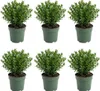 Bloomique - Zestaw 6 szt. - Ilex Crenata Jenny - Ostrokrzew Podgląd zdjęcia produktu 1