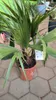 Washingtonia robusta 70-100 cm Washingtonpalme Fächerpalme Produktbild-Vorschau 2