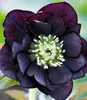 BALDUR Garten 1x Gefüllte Christrose Black Swan, Pflanze im Produktbild-Vorschau 1
