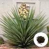 Yucca Torreyi Samen - 5er Pack - Winterhart bis -15°C - Produktbild-Vorschau 1