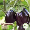 Samenliebe  Aubergine Samen | Black Beauty - dunkelviolett Produktbild-Vorschau 4
