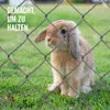 A rabbit behind a fence. Produktbild-Vorschau