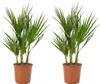 Bloomique - Lot de 2 - Washingtonia Robusta - Palmier Voir les images du produit 1