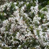 2 x Bruyère blanche d'hiver - Erica carnea | 12-15 cm en Voir les images du produit 2