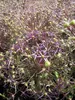Sternkugel Lauch - Allium albopilosum Christophii Produktbild-Vorschau 2