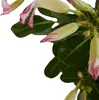 Bloomique - Adenium Obesum - Róża Pustynna - Kwitnąca - Podgląd zdjęcia produktu 4