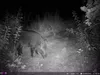 Outdoor Wildlife Hunting Trail und Wildkamera OXE Spider Produktbild-Vorschau 40