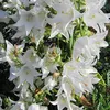 6 x Pyramiden Glockenblume  - Campanula pyramidalis 'Alba'  Produktbild-Vorschau 2