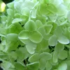 Ortensia Limelight 2L Anteprima dell’immagine prodotto 3