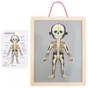 Magnetyczne puzzle - Nauka anatomii - Ciało człowieka Podgląd zdjęcia produktu 7