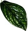 Epipremnum pinnatum "Marble Planet" - Edera verde Anteprima dell’immagine prodotto 2