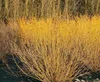 Cornus sericea 'Flaviramea', dereń żółty, 80-100 cm Podgląd zdjęcia produktu 4