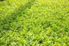Ilex crenata 'Stokes', Japanische Stechpalme, immergrün, Produktbild-Vorschau 4