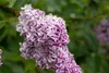 Syringa vulgaris 'Sensation', Flieder, zweifarbig, 60–80 cm Produktbild-Vorschau 5