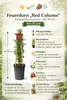 Feuerdorn Red Column 50 70 cm Pyracantha coccinea immergrün Produktbild-Vorschau 2