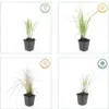 Calamagrostis acutiflora 'Karl Foerster' | 12 pezzi - Anteprima dell’immagine prodotto 4