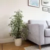 Geigenpflanze - Ficus Benjamina 'Twilight' - Höhe 100-110cm Produktbild-Vorschau 6