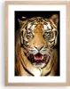 Gerahmtes Poster - Rahmen in heller Eiche - tiger tier - Produktbild-Vorschau 1