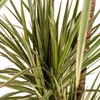 Dracaena Marginata Bicolor Drachenbaum Ø21cm 110-130cm Produktbild-Vorschau 3