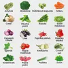 Green Harvest Sada semen zeleniny 20 druhů, 20 sáčků, Náhled obrázku produktu 2