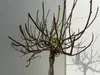 Feigenbaum - hell UND dunkel - in 1 Topf, Obstbaum, Produktbild-Vorschau 8