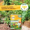 Solabiol natürliche Mehltau - Abwehr Grundstoff Produktbild-Vorschau 7