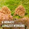 COMPO Stauden Langzeit-Dünger für Stauden und Produktbild-Vorschau 10