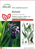 SAFLAX - Beinwell - Symphytum officinale - 15 Samen Produktbild-Vorschau 1