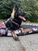 A dog is lying on a dog bed outdoors. Podgląd zdjęcia produktu