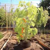 A tomato plant with ripe tomatoes growing in a garden bed. Produktbild-Vorschau