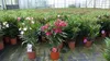 Oleander Busch 65 cm Nerium Rosenlorbeer Premium rot oder Produktbild-Vorschau 7