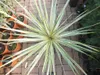 Keulenlilie Dazzler 80-100 cm - Cordyline Torbay Dazzler - Produktbild-Vorschau 4