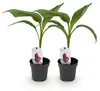 GreenboutiQ - Obstpflanze - Bananenpflanze - Musa Produktbild-Vorschau 1