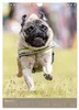 Mops-Rennen (Wandkalender 2027 DIN A4 hoch), CALVENDO Produktbild-Vorschau 6