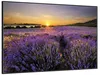 Wallario Wandbild Sonnenuntergang über dem Lavendel, Größe: Produktbild-Vorschau 2