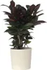 Croton - Codiaeum variegatum 'Mrs. Iceton' - Hauteur Voir les images du produit 6